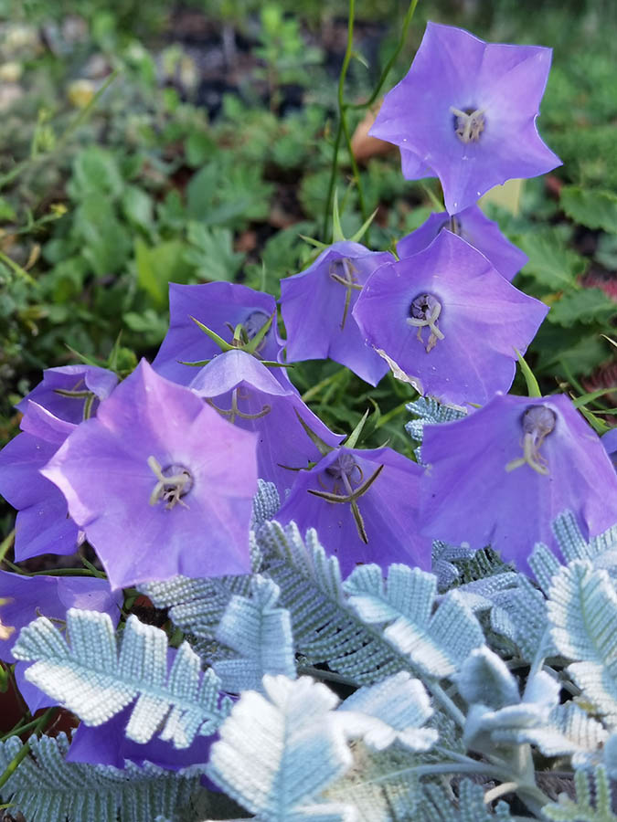 Campanula carpatica 2